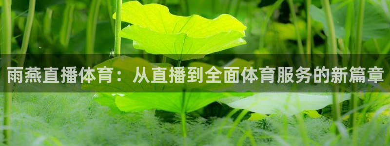 雨燕直播体育：从直播到全面体育服务的新篇章