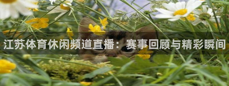 江苏体育休闲频道直播：赛事回顾与精彩瞬间