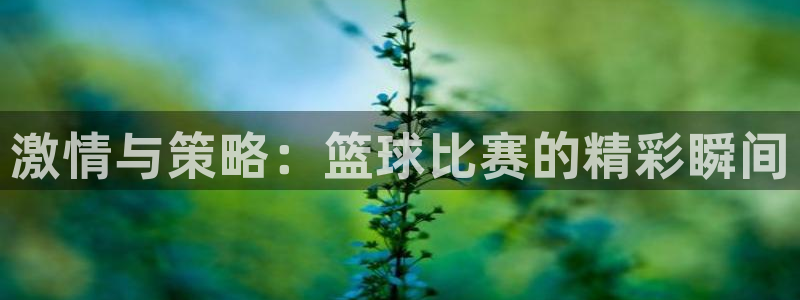 激情与策略：篮球比赛的精彩瞬间