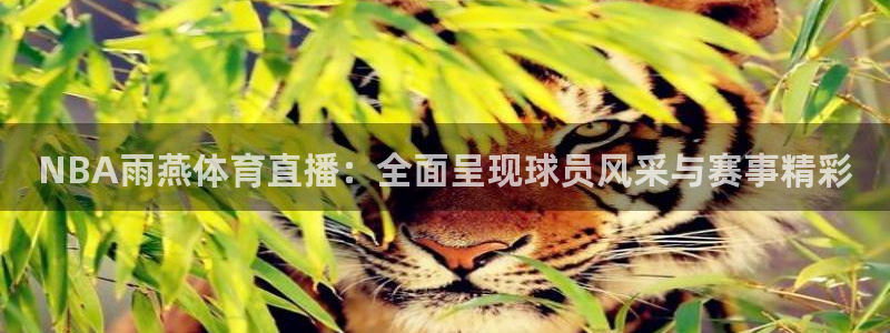 NBA雨燕体育直播：全面呈现球员风采与赛事精彩