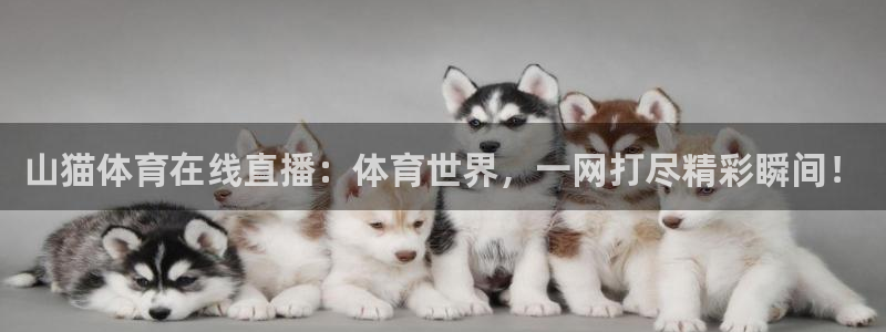 山猫体育在线直播：体育世界，一网打尽精彩瞬间！