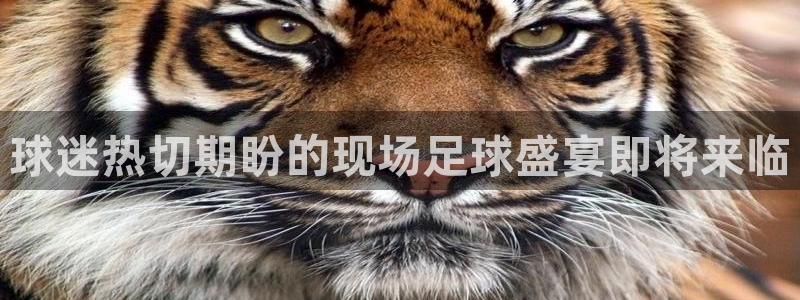 球迷热切期盼的现场足球盛宴即将来临