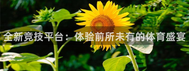 全新竞技平台：体验前所未有的体育盛宴
