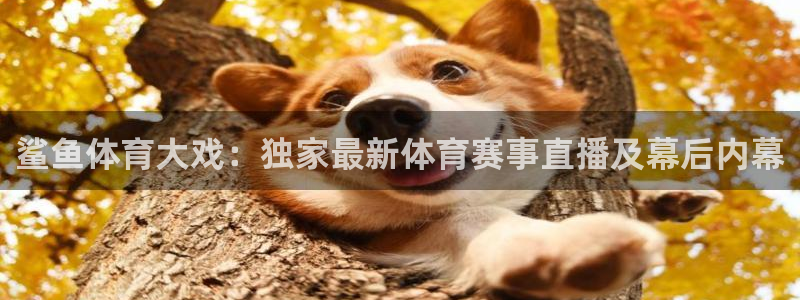 鲨鱼体育大戏：独家最新体育赛事直播及幕后内幕